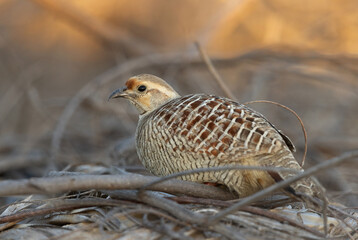 Closeup of a Grey francolin at Hamala, Bahrain