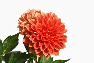 Beautiful dahlia flower, close up view