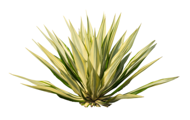 Exotic desert plant isolated element
