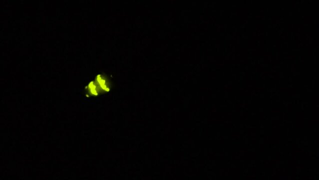 Glow-worm (Lampyris noctiluca) glowing in the grass on a spring night.