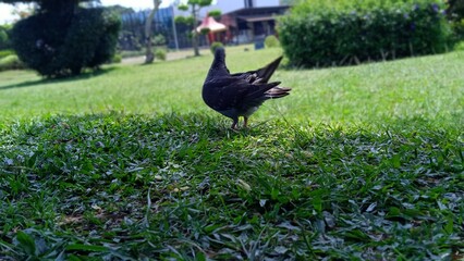 chicken