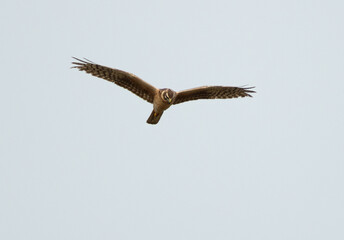Pallid harrier flying at Hamala area, Bahrain