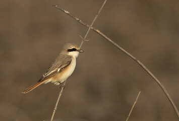 Red-tailed Shrike perched on twig, Bahrain