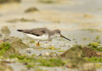 Terek sandpiper feeding at Eker creek of Bahrain