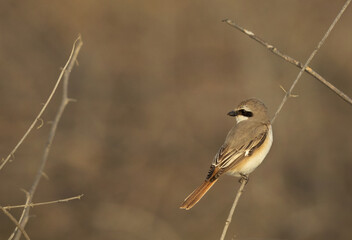 Red-tailed Shrike perched on twig, Bahrain
