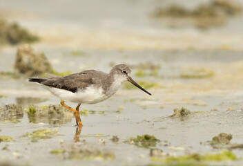 Terek sandpiper feeding at Eker creek of Bahrain
