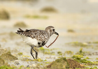 Grey plover feeding at Eker creek of Bahrain during low tide