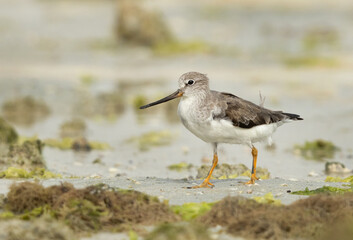 Portrait of a Terek sandpiper at Eker creek of Bahrain