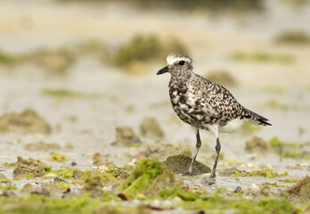 Portrait of a Grey plover at Eker creek of Bahrain