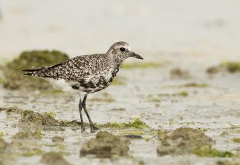 Closeup of a Grey plover at Eker creek of Bahrain during low tide