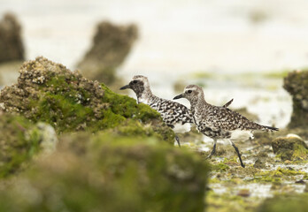 A pair of  Grey plover at Eker creek of Bahrain during low tide