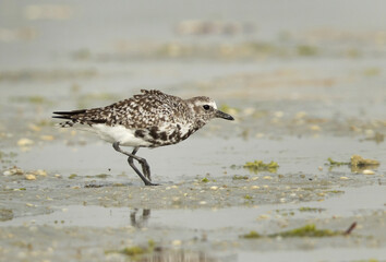 Grey plover at Eker creek of Bahrain during low tide