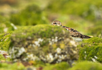 Ruddy Turnstone behind acoarl rock at Eker creek during low tide, Bahrain