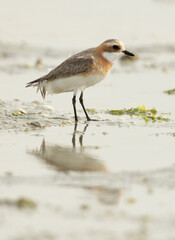 Greater sand plover in breeding plumage at Eker coast of Bahrain