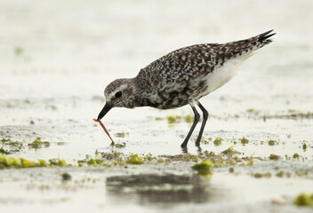 Grey plover feeding at Eker creek of Bahrain during low tide