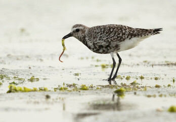 Closeup of a Grey plover feeding at Eker creek of Bahrain during low tide