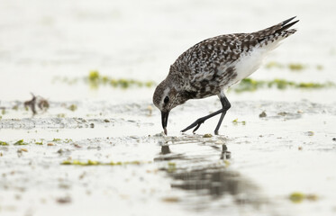 Grey plover feeding at Eker creek of Bahrain during low tide