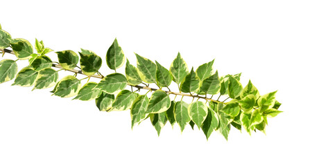 Tropical branch with leaf border isolated