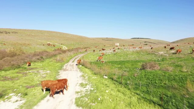 Aerial view of a cattle herder in the north of the Golan Heights, Israel