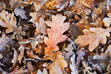 closeup frozen red dry  oak leaves on ground, beautiful seasonal natural outdoor background
