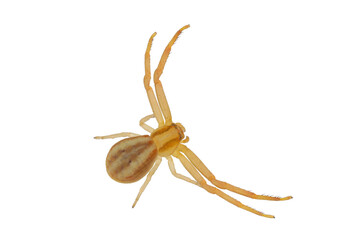 Grass crab spider isolated on white background, Runcinia grammica