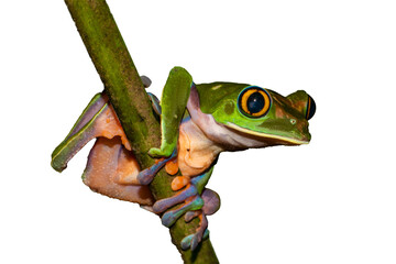 Blue-sided Tree Frog (Agalychnis annae) Photo, on a Transparent Background - 633418121