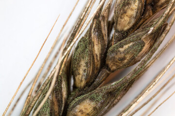 fungal diseases - black mold on a grain ear - grain disease - an agricultural problem