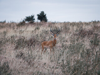 deer in the wild