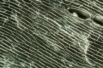 Cells of the onion skin - Allium cepa under microscope - obrazy, fototapety, plakaty