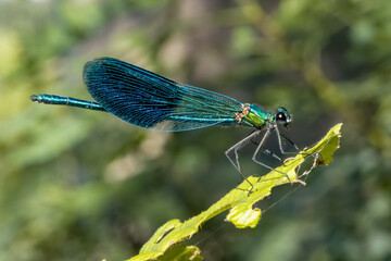 libellula blu
