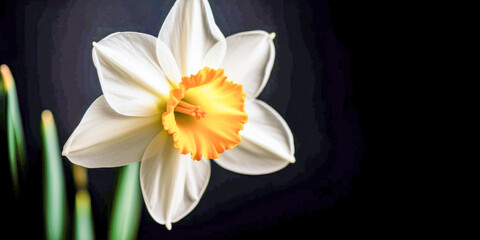 Fototapeta na wymiar Closeup of Daffodils Flower - Generative AI