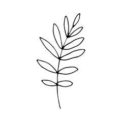 natural leaf hand drawn element