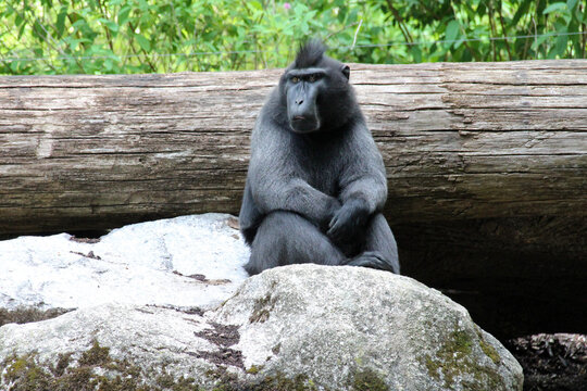 Celebes crested macaque in a zoo in mulhouse in alsace (france)