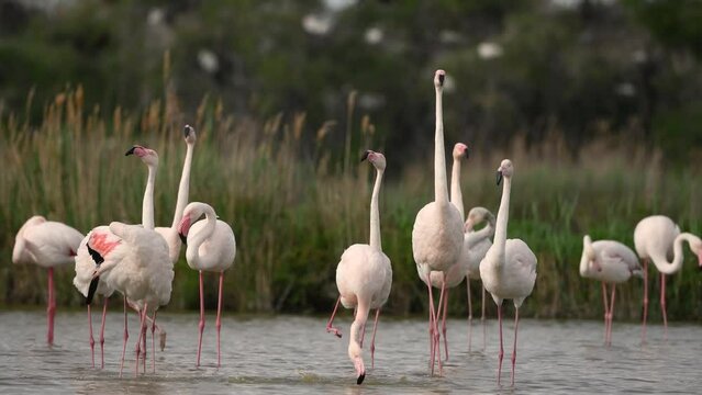 Courtship display of Greater Flamingos (Phoenicopterus roseus) in group in spring. Saintes Maries de la Mer, Parc naturel regional de Camargue, Arles, Bouches du Rhone, Provence, Cote d'Azur, France.