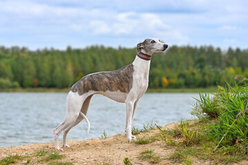 Beautiful English Whippet dog