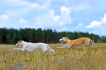Hunting with English Whippets