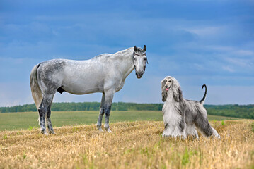 Dog and horse standing on field