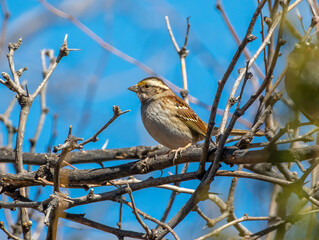 White-throated Sparrow