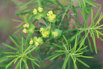 Euphorbia cyparissias,  cypress spurge green flowers closeup selective focus