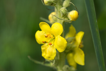 Mullein yellow flowers closeup selective focus