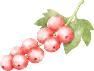 Watercolor Redcurrant