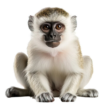 Vervet Monkey On Transparent Background, Png