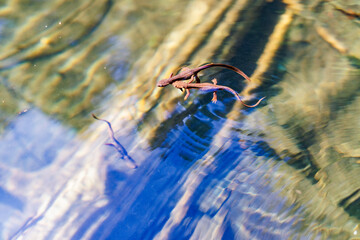 Water ripples around swimming Newts