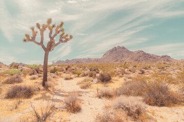 Joshua Tree Desert View Conservation Area in Landscape Format. High-Key Photography.