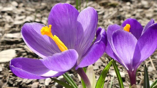 Purple Crocuses slightly moved by the wind and bee on spring sunny weather - close-up shot in real time. Topics: pollination, blooming, beauty of nature, season, natural environment, flora, fauna