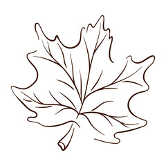 Maple tree leaf in line art style. Thanksgiving day, autumn season, Canada outline symbol. Vector illustration isolated on a white background. Vintage engraved illustration.