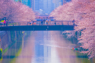目黒川沿いの桜