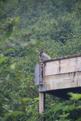 A Marmot Sightseeing  