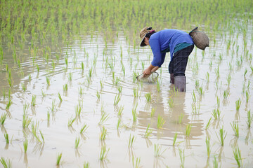 Fototapeta na wymiar Asian woman farmer holds fishing net and creel to find freshwater algae (Spirogyra sp.) and fish at organic paddy field. Concept, rural agriculture lifestyle, earn living from nature. 