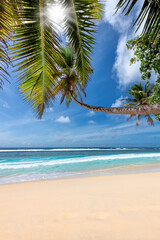 Sunny topical beach with coconut palm trees. Summer vacation and tropical beach concept.